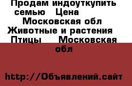 Продам индоуткупить семью › Цена ­ 3 500 - Московская обл. Животные и растения » Птицы   . Московская обл.